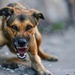 street dog chennai tamil nadu
