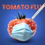 tomato flu