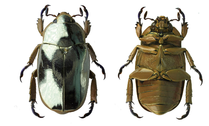 a b Chrysina limbata female a Dorsal view b Ventral view Scale bar 10 mm copy