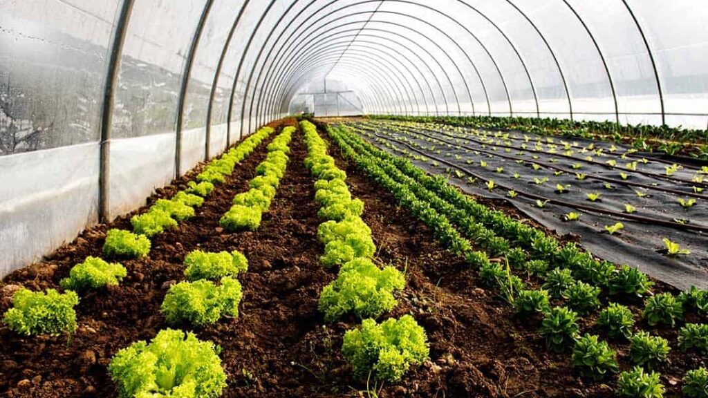 blog CO2 carbon dioxide vegrows