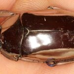 Chrysinalimbata-metallicbeetle-structuralcoloration-naturereflection-nanostructurebeetle-silverbeetle-naturenews-sciencenews-naturewonder-Tamil-lightreflection-in-insects