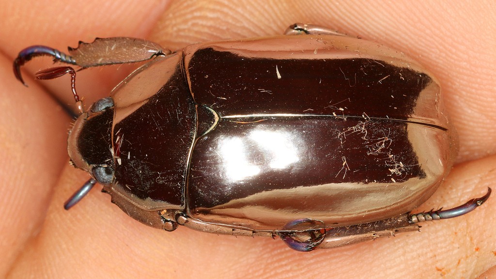 Chrysinalimbata-metallicbeetle-structuralcoloration-naturereflection-nanostructurebeetle-silverbeetle-naturenews-sciencenews-naturewonder-Tamil-lightreflection-in-insects