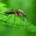 Mosquito- One million people die- Disease -700 million-Affect -Pathogen-Science-research
