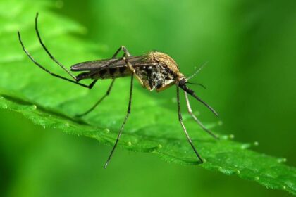 mosquito-one-million-people-die-Disease-Safety