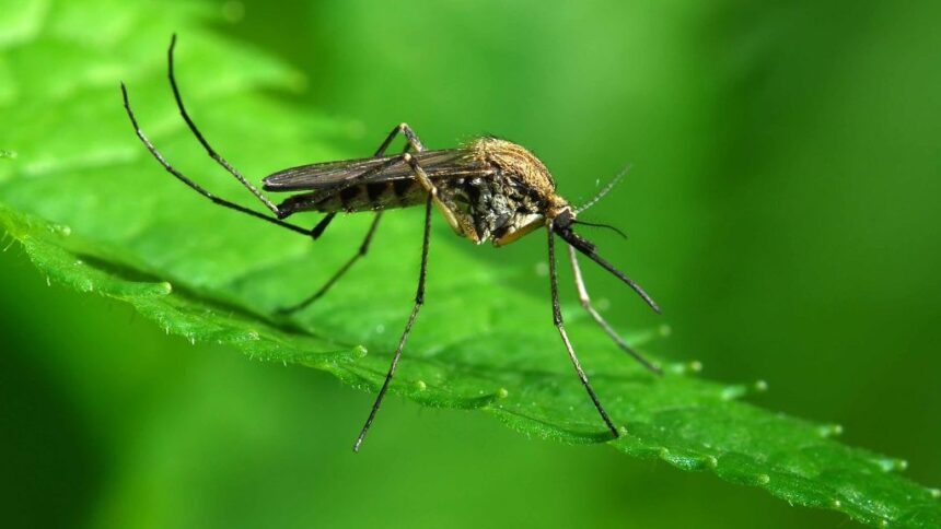 mosquito-one-million-people-die-Disease-Safety