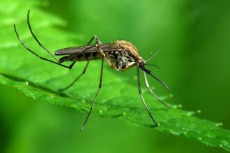 Mosquito- One million people die- Disease -700 million-Affect -Pathogen-Science-research