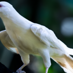 rare-albino-white-crow-Philippines-wildlife-conservation-worldnews