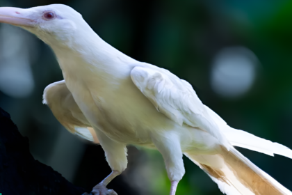 rare-albino-white-crow-Philippines-wildlife-conservation-worldnews