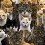 Domestic-cats-romania-sea-way-transport-NorthAfrica-to-Europe-goods-companion ancienttimes-history-scientists-invention-gene-research-sciencenews-tamilscience-tamilnews
