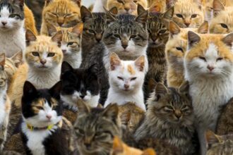 Domestic-cats-romania-sea-way-transport-NorthAfrica-to-Europe-goods-companion ancienttimes-history-scientists-invention-gene-research-sciencenews-tamilscience-tamilnews