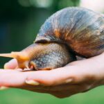 Snail-Meningitis-Angiostrongylus-Parasite-Rat lungworm-research-Science