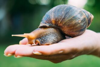 Snail-Meningitis-Angiostrongylus-Parasite-Rat lungworm-research-Science
