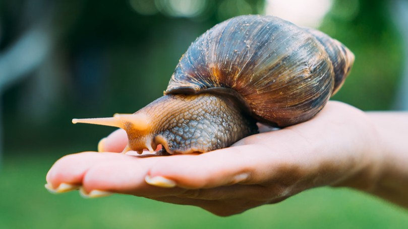 Snail-Meningitis-Angiostrongylus-Parasite-Rat lungworm-research-Science