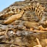 China-Scientists-discovery-147-million-fossils-Tongnanlong zhimingi-Dinosaur