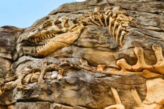 China-Scientists-discovery-147-million-fossils-Tongnanlong zhimingi-Dinosaur