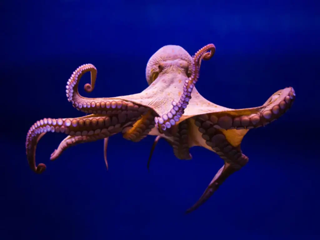 inexplicable abilities does not mean octopuses came from outer space