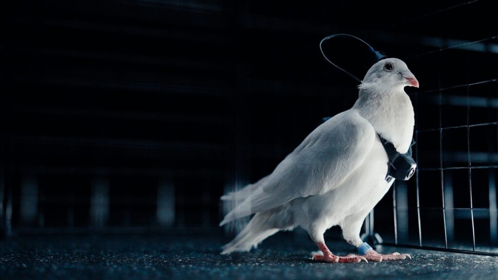 Neurochip-Russia-Pigeon-Bio-Drone-Neiry -Company-Technology-Researchers