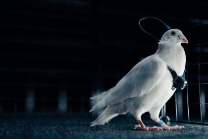 Neurochip-Russia-Pigeon-Bio-Drone-Neiry -Company-Technology-Researchers