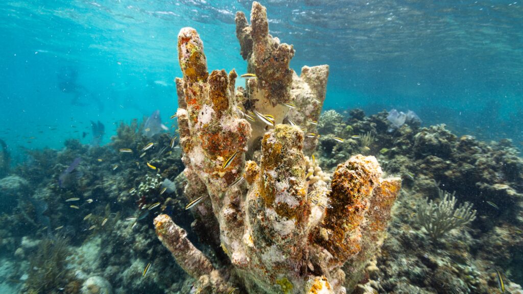 oceanos2024loiacono 4398