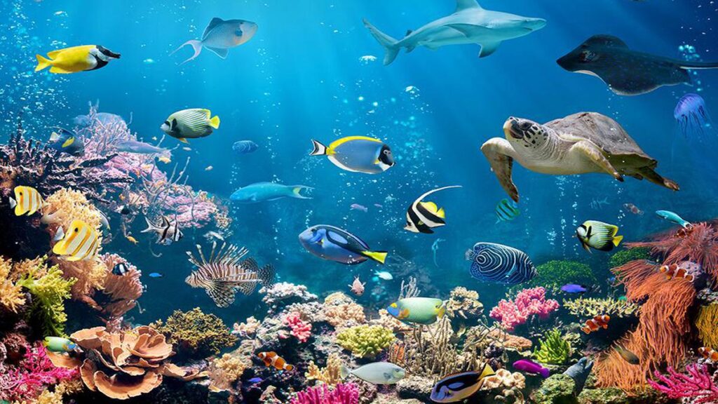 sea creatures