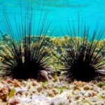 Sea-urchins-died-hiddenly-coral-reefs-marine-ecosystems Scientists-warn -marine-science-worldnews