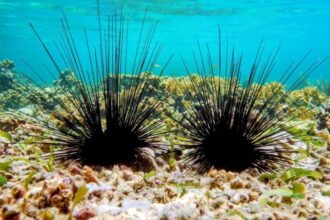 Sea-urchins-died-hiddenly-coral-reefs-marine-ecosystems Scientists-warn -marine-science-worldnews
