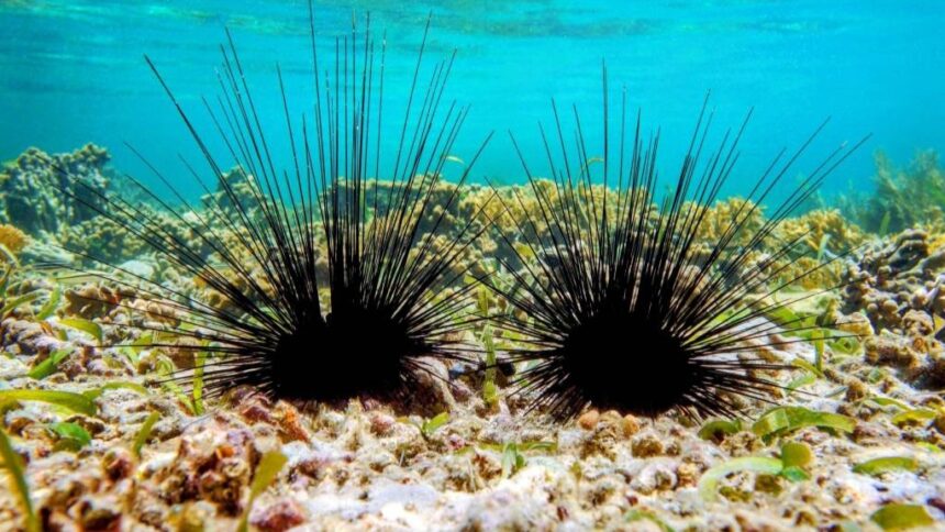 Sea-urchins-died-hiddenly-coral-reefs-marine-ecosystems Scientists-warn -marine-science-worldnews