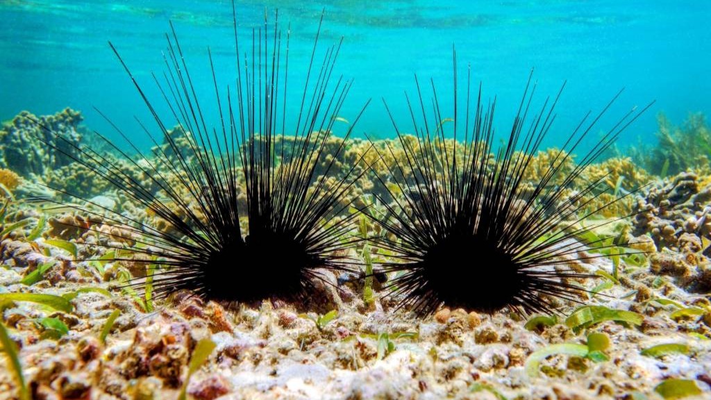 Sea-urchins-died-hiddenly-coral-reefs-marine-ecosystems Scientists-warn -marine-science-worldnews