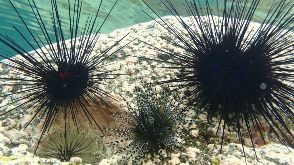 Sea-urchins-died-hiddenly-coral-reefs-marine-ecosystems Scientists-warn -marine-science-worldnews

