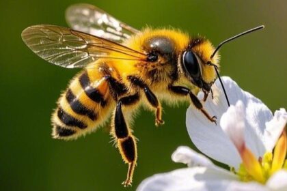 Amazon Stingless Bees-Insect Rights-Nature Conservation-Rights of Nature-Peru Environmental Law