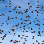 Tiny-Amur-falcons-fly-5,000km-in-five-days-using wind-physics-scientists-stunned