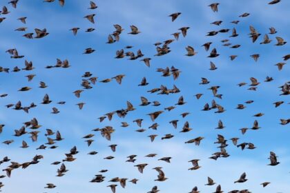 Tiny-Amur-falcons-fly-5,000km-in-five-days-using wind-physics-scientists-stunned