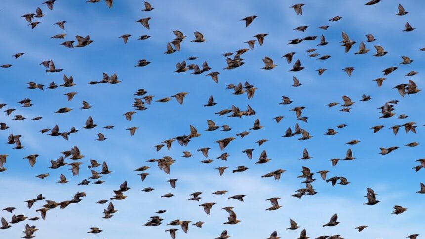 Tiny-Amur-falcons-fly-5,000km-in-five-days-using wind-physics-scientists-stunned