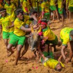 online-tamil-news-jallikattu-mattu-pongal