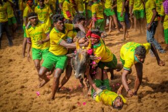 online-tamil-news-jallikattu-mattu-pongal
