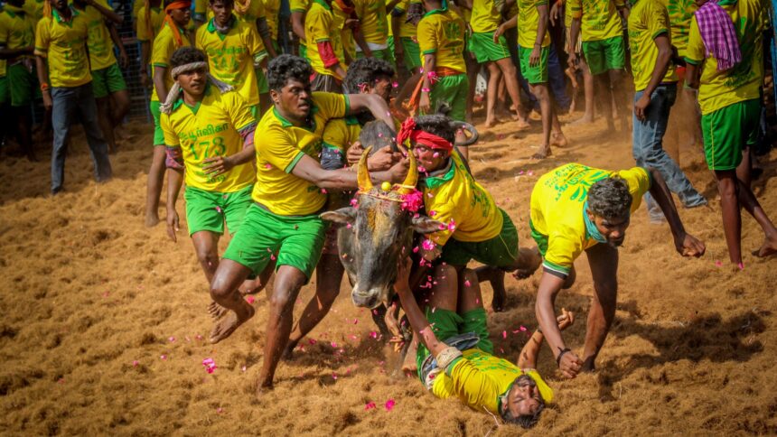 online-tamil-news-jallikattu-mattu-pongal