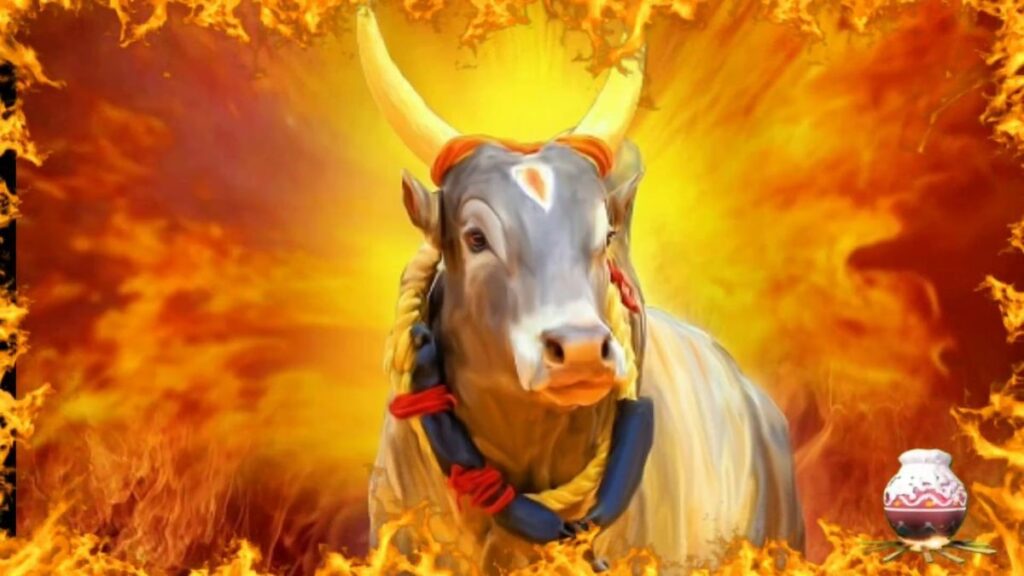 mattu-pongal-cattle-festival-tamil-nadu