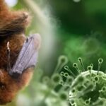 Nipah virus, Nipah virus outbreak India, Nipah virus symptoms,