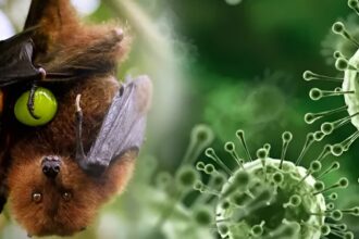 Nipah virus, Nipah virus outbreak India, Nipah virus symptoms,