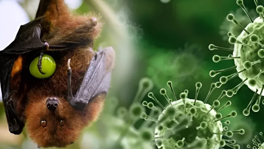 Nipah virus, Nipah virus outbreak India, Nipah virus symptoms,