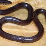 New-reed-snake-specie-founded-sceintists-sciencenews-technology