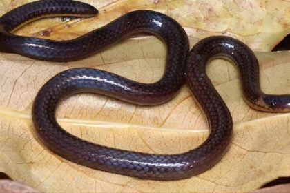 New-reed-snake-specie-founded-sceintists-sciencenews-technology