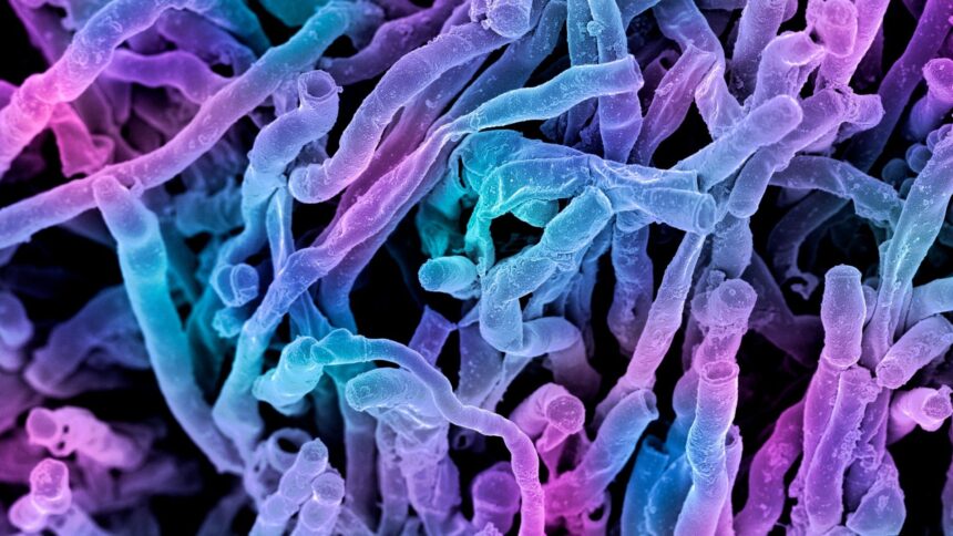 Antarctica-Microorganisms-DNA research-Medical research-Scientific discovery-Biotechnology-Antarctic life-Health science-New medical studies-Research news