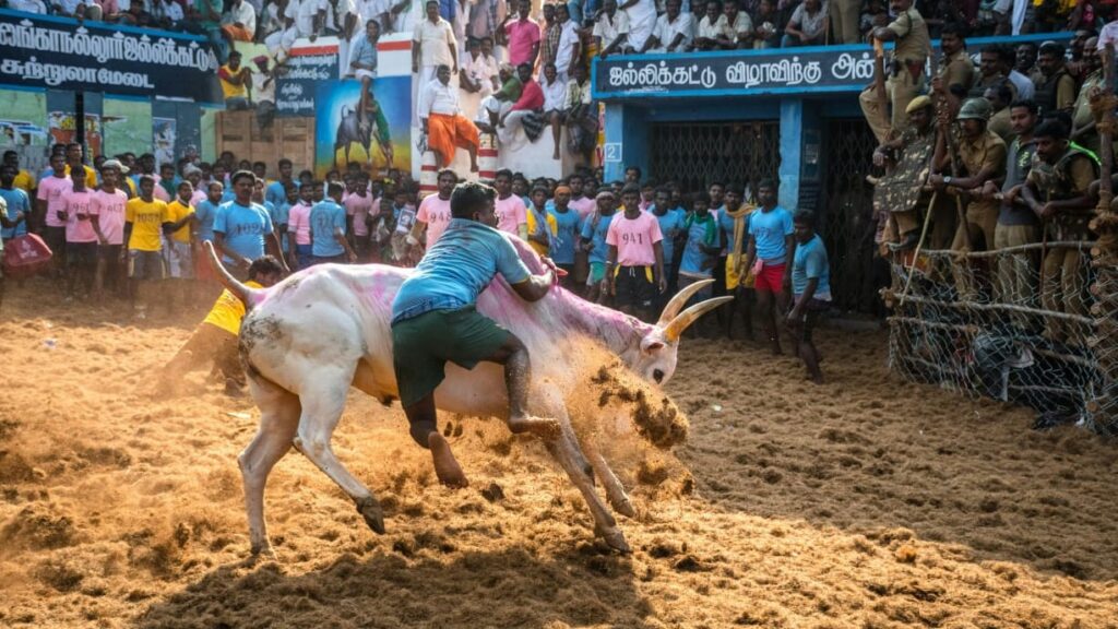 Online tamil news-jallikatu-Tamil Culture