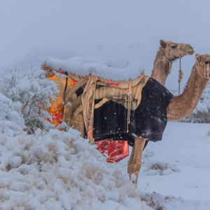 Snowfall in deserts-Online tamil News