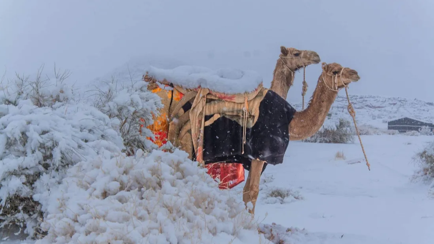 Snowfall in deserts-Online tamil News