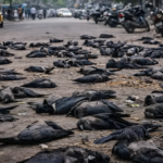 -chennai -crow-death-onlinne-tamil-news