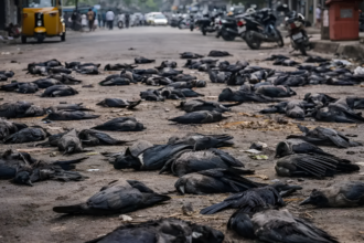-chennai -crow-death-onlinne-tamil-news