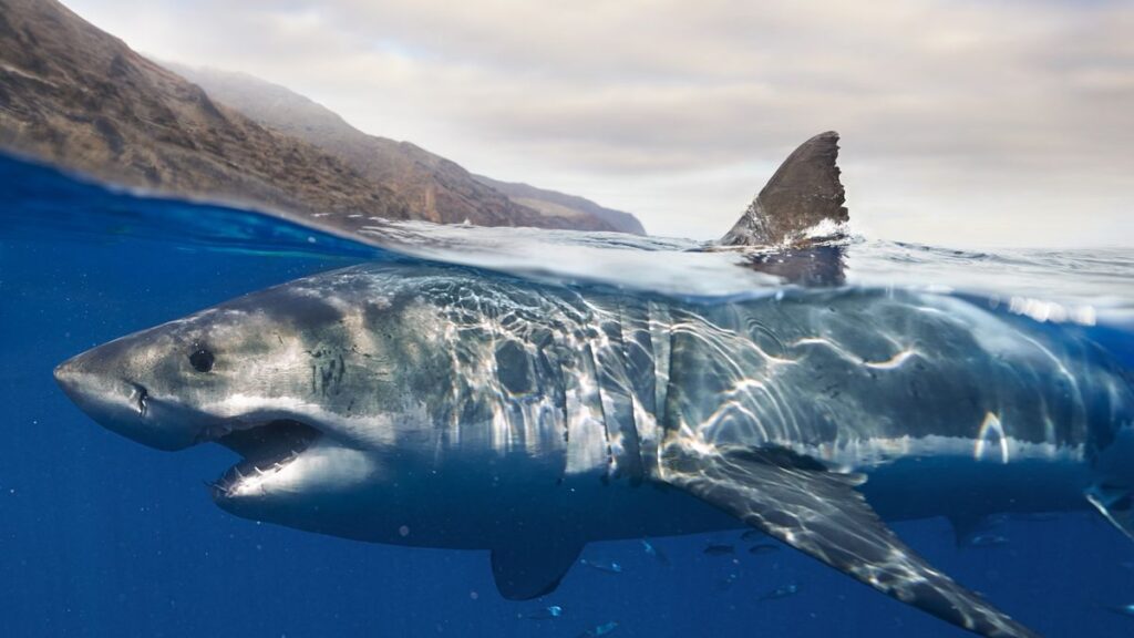 icole-great-white-shark-epic-journey-science-news