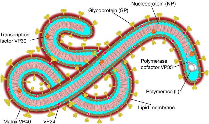 ஆப்ரிக்காவை அச்சுறுத்தும் எபோலா வைரஸ்! 65 ebola virus 1